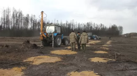 Лес, сгоревший во время сентябрьских пожаров, начали восстанавливать в Костанайской области