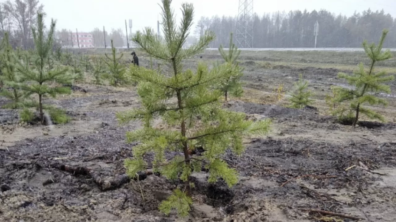 Как будут восстанавливать леса, сгоревшие в Костанайской области?