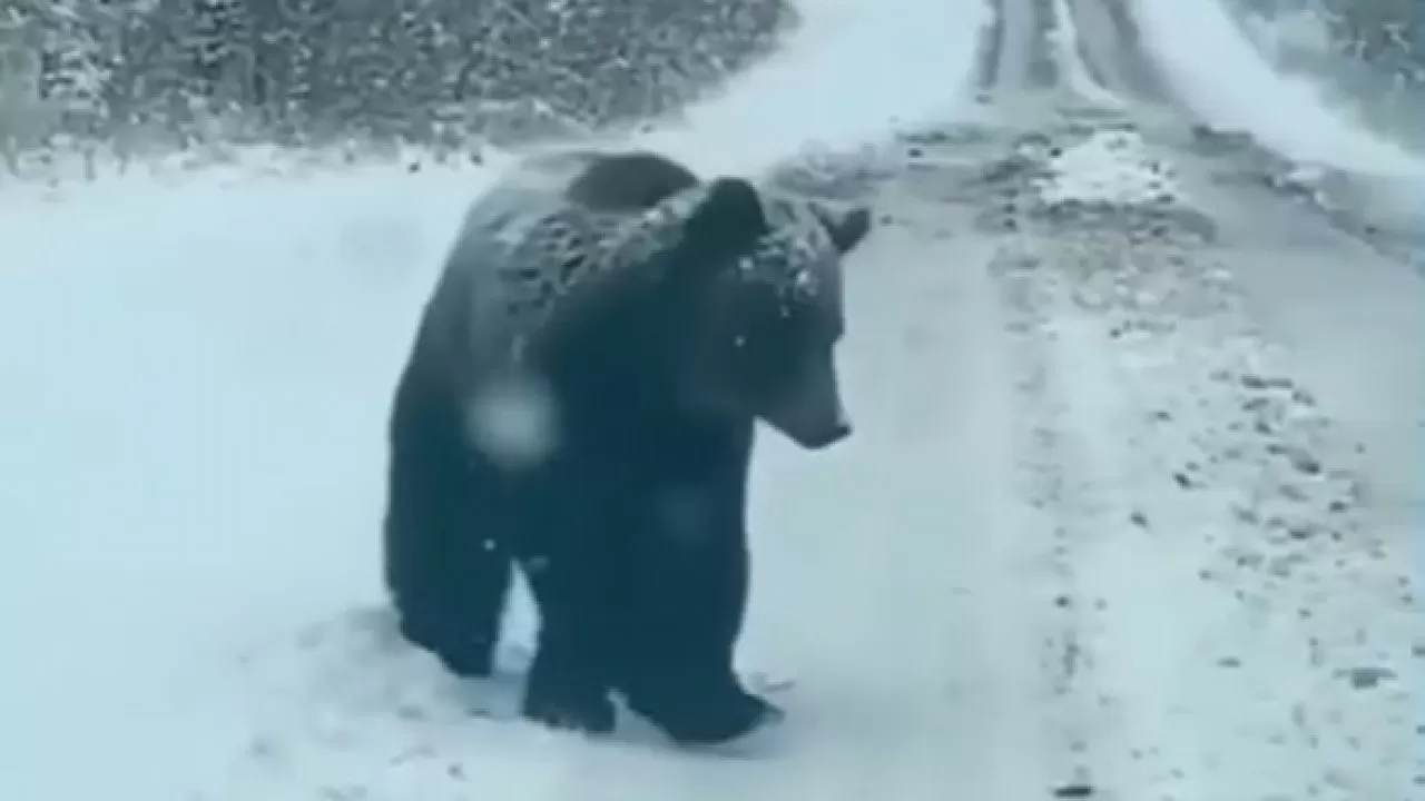 Шығыс Қазақстан облысында жол үстінде келе жатқан аю бейнежазбаға түсіп қалды