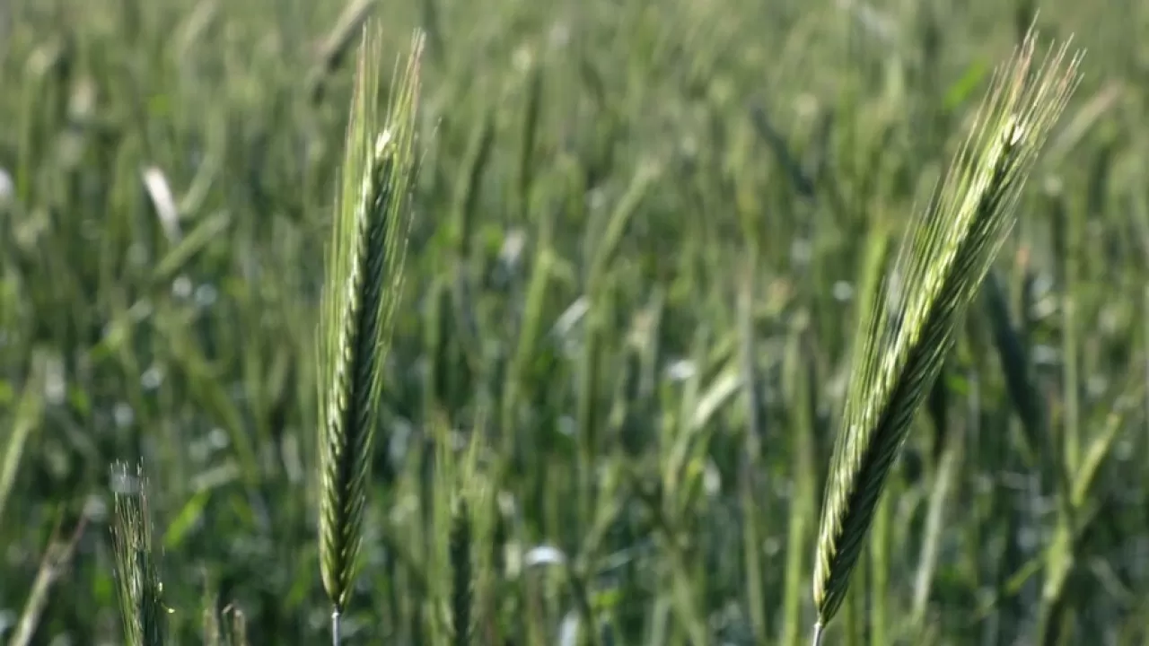 Казахстан экспортировал органической продукции на 36 млн долларов за год