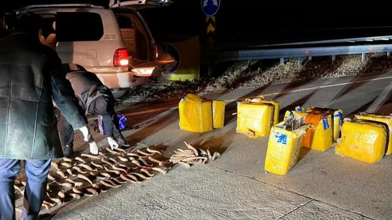 Мыңға тарта киік мүйізін шетел асырмақ болғандар ұсталды