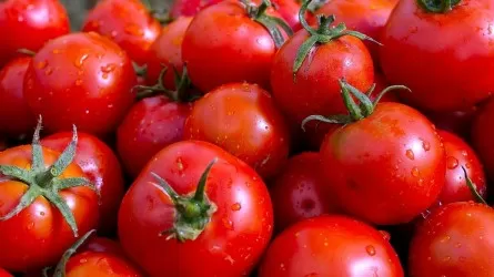 Более 30 тонн казахстанских помидоров задержали на границе с РФ