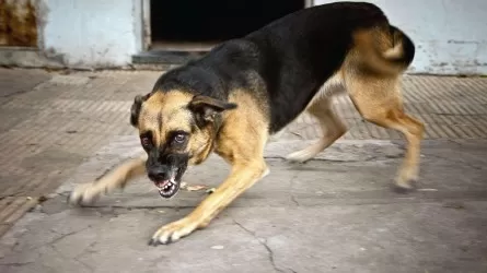 Бродячие собаки в Костанайской области кусают людей, но усыплять их не будут
