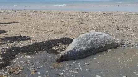 На Каспии выросло число погибших тюленей