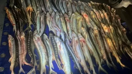 300 кг рыбы осетровых пород – улов браконьеров в Мангистауской области