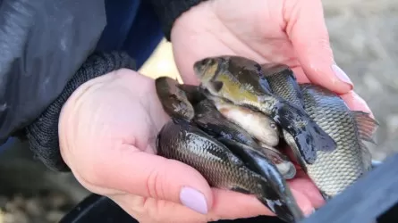 Более 200 тыс. рыб выпустили в водоемы Павлодарской области в этом году