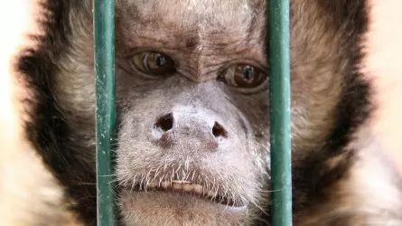 Оспу обезьян переименуют из-за расизма
