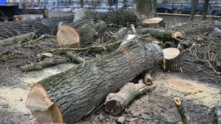 Незаконная вырубка деревьев: за ночь Шымкент лишился 129 деревьев