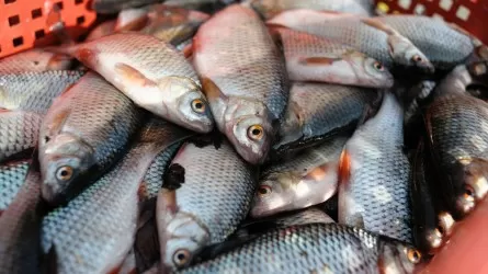 Минэкологии рассматривает запрет на экспорт рыбы в охлажденном и замороженном виде