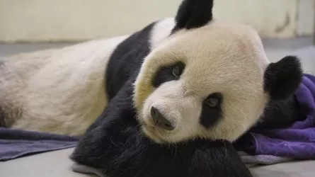 Умерла одна из самых известных панд в мире – символ мира двух стран  