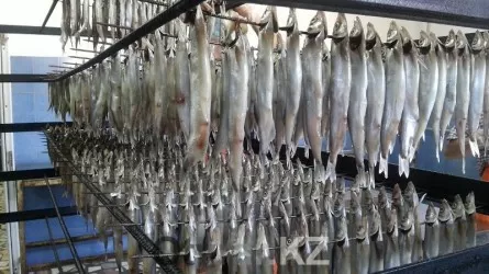 Минэкологии предлагает субсидировать глубокую переработку рыбы