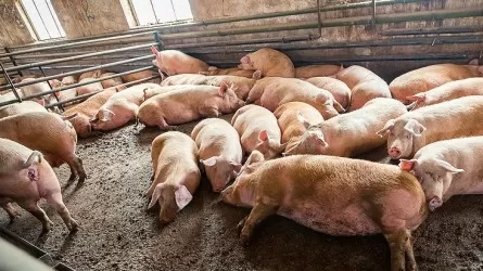 Суд постановил приостановить работу свинофермы в ВКО