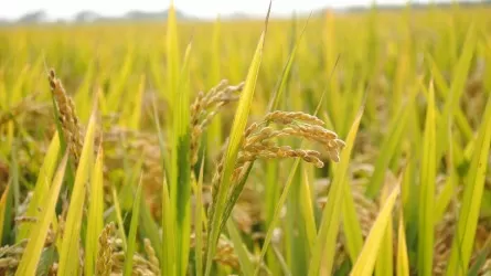 Казахстан сократил посевы риса на 8,7 тыс. гектаров