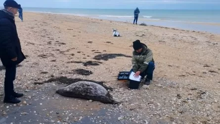 Более 100 мертвых тюленей обнаружено на побережье Каспия 