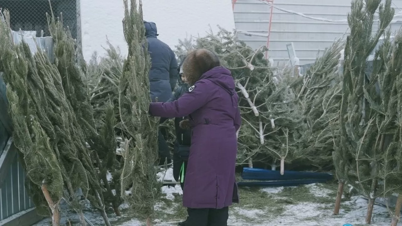 30 продавцов елок привлекают к ответственности в Уральске
