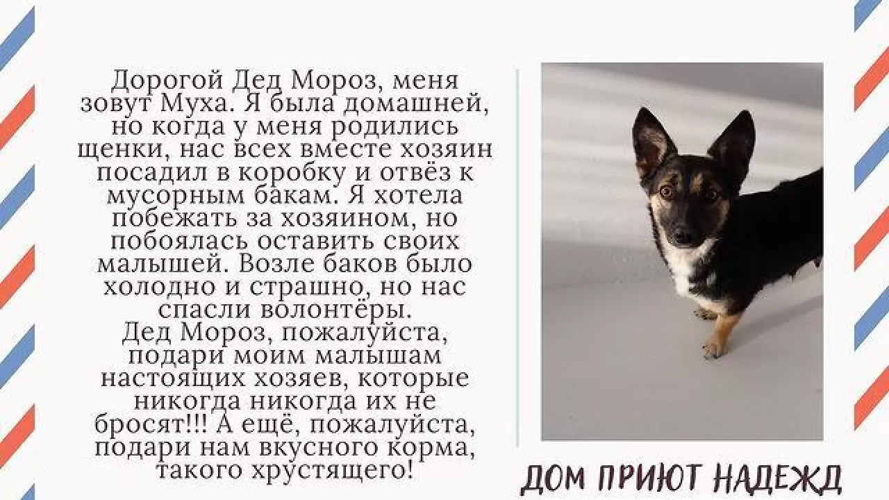Что у Деда Мороза попросили павлодарские волонтеры?