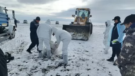 Вспышка ящура возможна в Казахстане?