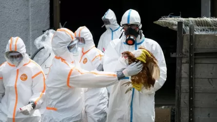 В Чехии произошла вспышка птичьего гриппа
