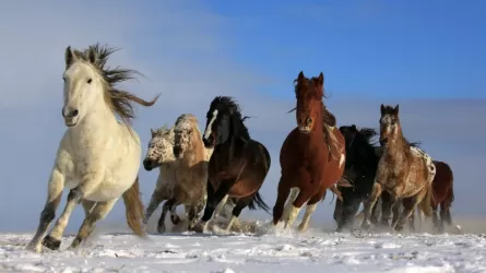 На 12% увеличилось поголовье лошадей в Казахстане