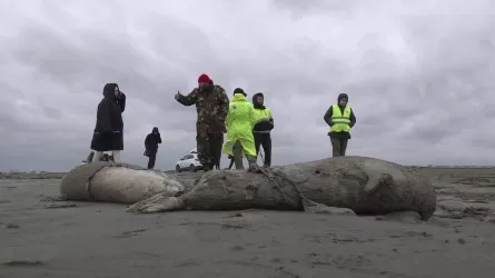 В РФ назвали предварительную причину массовой гибели тюленей на Каспии