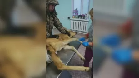Павлодарда еліктің лағы құтқарылды