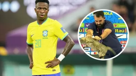 Кот испортил имидж сборной Бразилии на ЧМ 2022