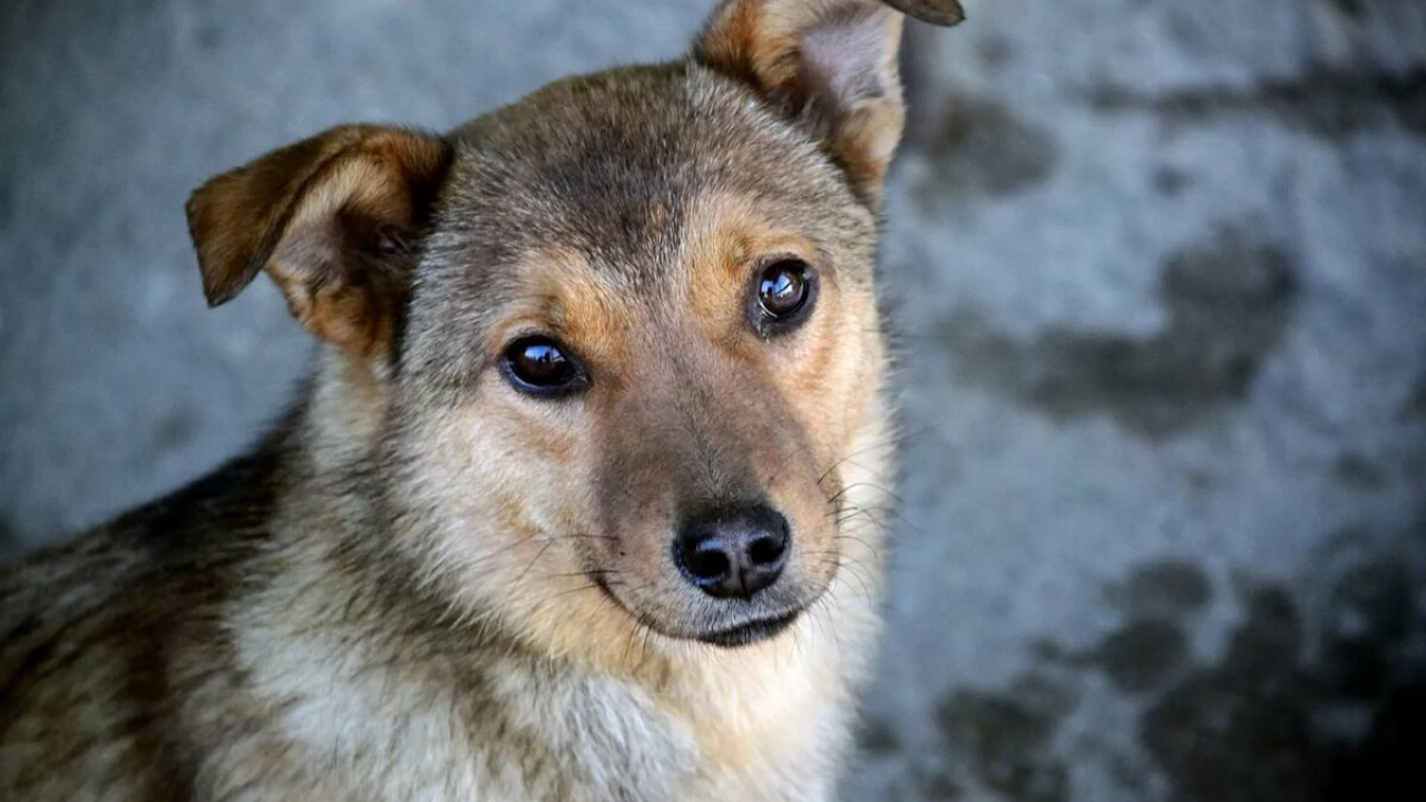 Аким Павлодара намерен бороться с жестоким обращением с животными 