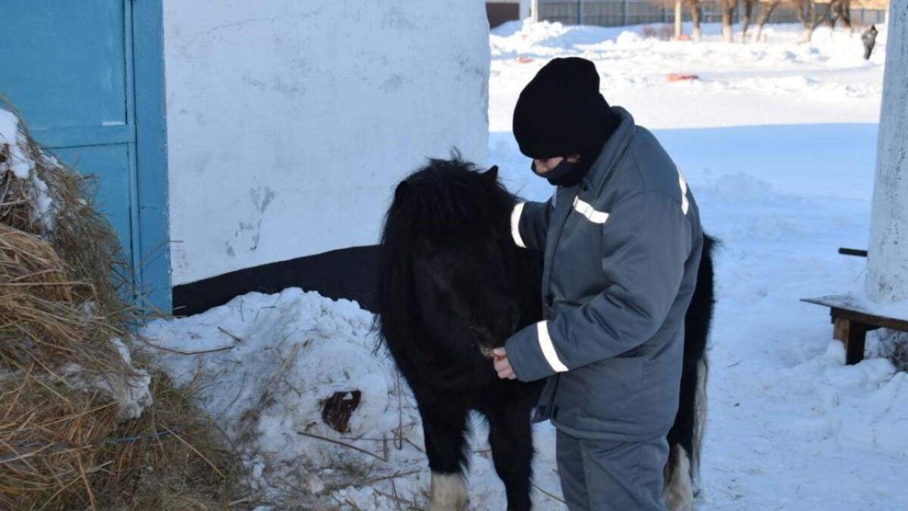 СҚО-дағы әйелдер колониясында пони тұрады