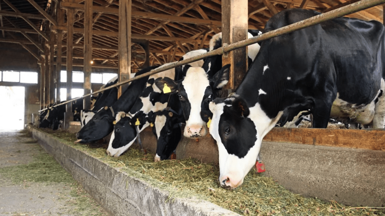 Молочно-товарная ферма в Аксу вновь в центре внимания