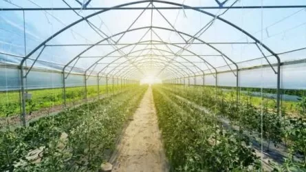 Алматы облысында 2026 жылға дейін 10 ірі жылыжай іске қосылмақ