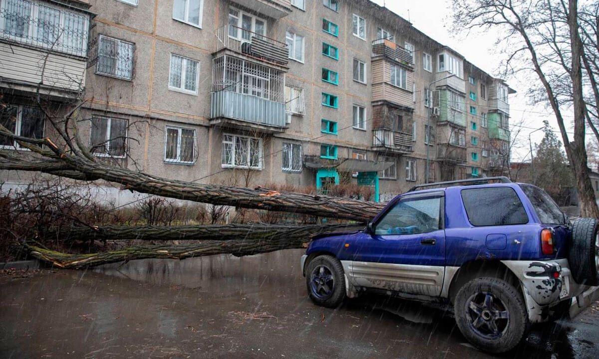 Алматыда 25 көлікті ағаш басып қалды 