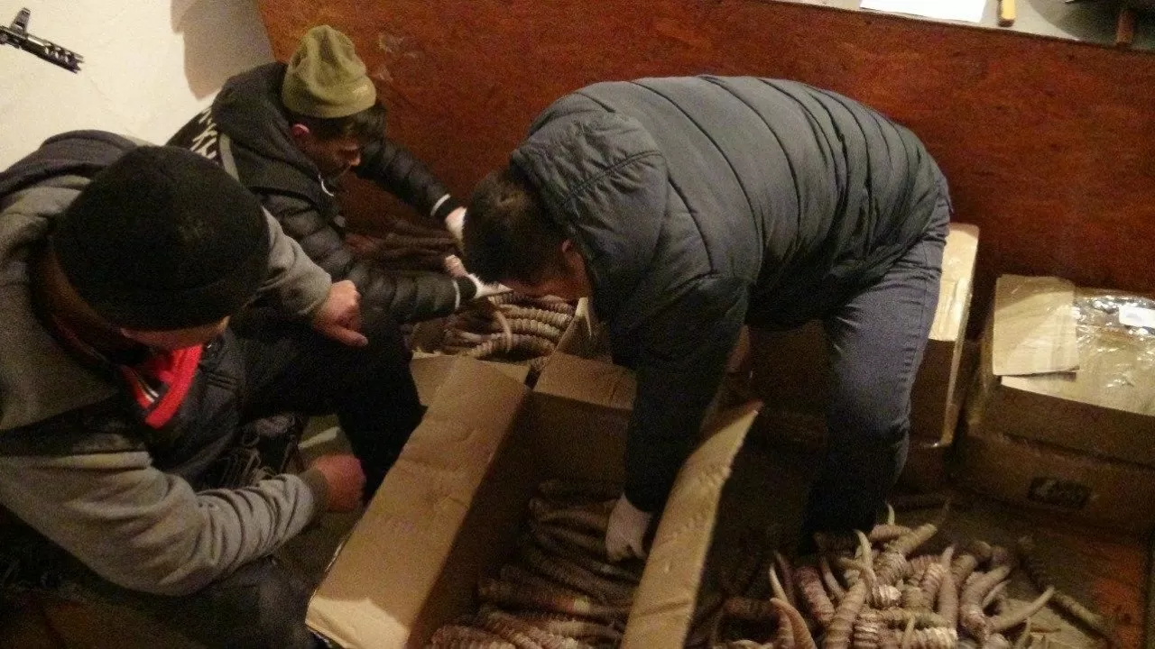 Задержаны браконьеры с рогами сайги, причинившие ущерб стране в 1,5 млрд тенге