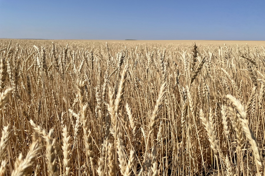 Повлияют ли санкции против России на казахстанский рынок пшеницы?