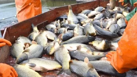 В РК увеличат объем выращенной рыбы почти в два раза