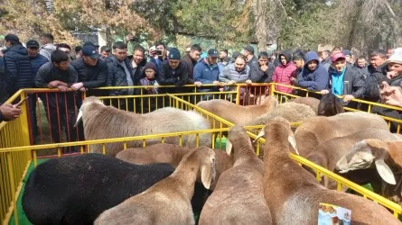  Түркістан облысында өткен көрмеде бес елдің асыл тұқымды қойлары көрсетілді