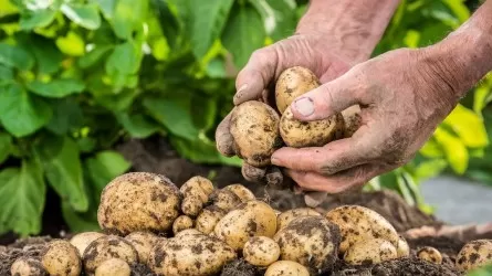 Минсельхоз предлагает не терять темпы по выращиванию гречихи и картофеля 