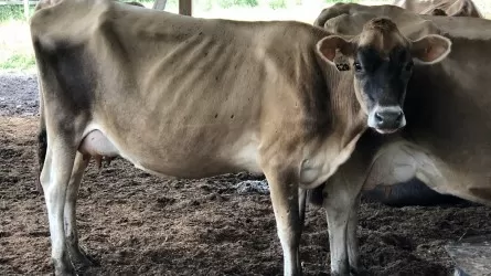 Из-за дорогих кормов и дешевого закупа молока голодает скот в Костанайской области