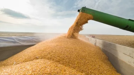 Запрет на экспорт зерна из России не повлияет на рост цен на яйца в Казахстане
