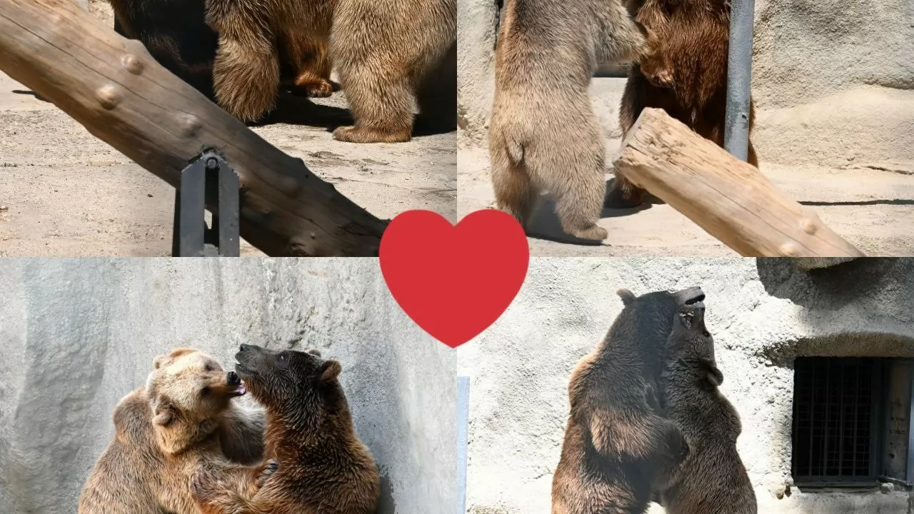 Свидание медведям организовали в зоопарке Ташкента