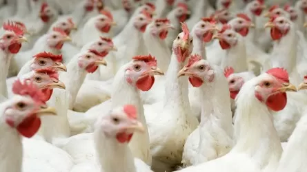 Птичек жалко! Казахстанские птицефабрики массово забивают кур