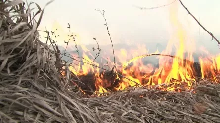 Сезон горящей травы начался в Алматы