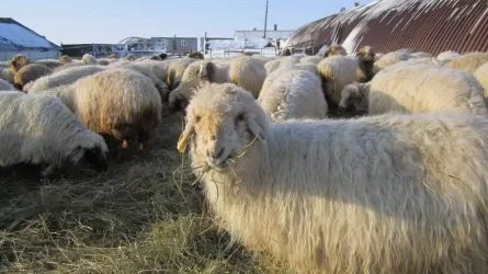 Почему овцеводство стало изгоем у минсельхоза?
