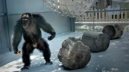 Появилось смешное видео погони за сбежавшим шимпанзе в зоопарке Алматы