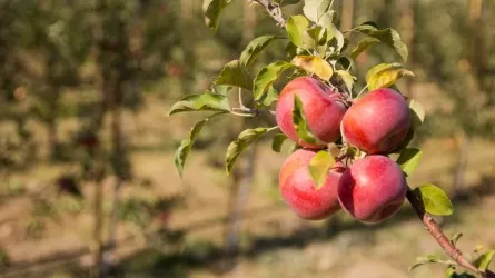 Яблоневые сады вырубали в Алматы