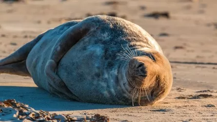 Еще около 100 мертвых тюленей нашли на берегу Каспия