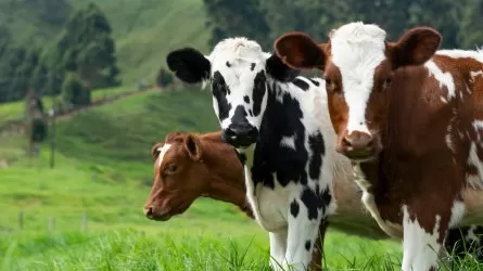 МСХ РК призывает развивать страхование животноводства  