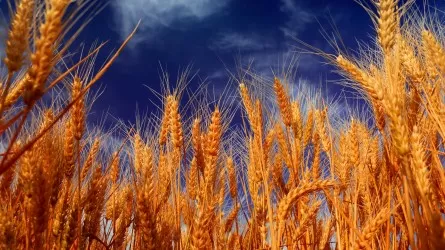 Цены сельхозпроизводителей на пшеницу выросли за год – более чем на 20%