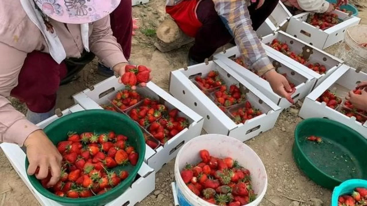 На казахстанских прилавках появилась местная клубника