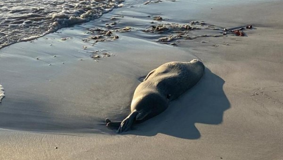 Экологи назвали нефть одной из причин массовой гибели тюленей в Мангистау