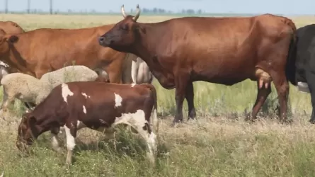 Жители Костанайской области бьют тревогу и собираются резать молочный скот